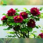 Fresh Phoenix Fire Purple Peony Seeds 5 Seeds big blooming fragrant flowers