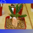 Fresh Euphorbia squarrosa Seeds 1 Seed a spiny succulent Euphorbia