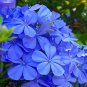 Fresh Compact Single petal Geranium Seeds Sky Blue