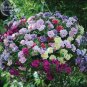 Fresh Mudan Hanging Mixed Double Petunia Hybrid Seeds 200 seeds a musthanging baskets