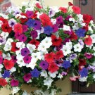 Fresh Fengguang Hanging Petunia Hybrid Seeds 200 seeds a musthanging baskets