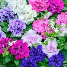 Fresh Mixed Double petalled Hanging Petunia Hybrid 200 seeds