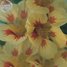 Fresh Nasturtium Peach Melba Seeds 8 Seeds heirloom flower seeds