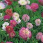 Fresh Poppy Shirley Double Mix Seeds 100 Seeds big blooms different colors