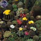 Fresh Cacti Cactus Crown Mix Seeds 10 seeds professional pack a musthome E4107