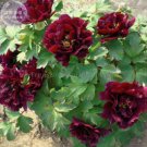 Fresh Wizths Black Peony Seeds 5 seeds a mustloving big blooms dark purple flowers