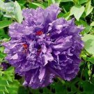 Fresh Zixiaxianzi Purple Peony Seeds 5 seeds a mustloving big flowers