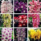 Fresh 100PCS Rare Cymbidium Orchid Seeds Mixed 9 Types of African Cymbidiums Flowers