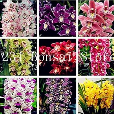 Fresh 100PCS Rare Cymbidium Orchid Seeds Mixed 9 Types of African Cymbidiums Flowers