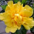 Fresh Huangfeijui Yellowish Orange Peony Seeds 5 seeds plicated big blooms flowers