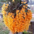 Fresh Phalaenopsis Orchid Orange Seeds