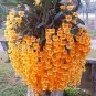 Fresh Phalaenopsis Orchid Orange Seeds