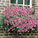 Fresh Sunrise Pink Vein Petunia 200 seeds