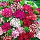 Fresh Sweet William Mixed Dianthus Barbatus Seeds 100 Seeds hybrid flowers