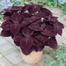 Fresh Coleus Giant Exhibition Palisandra Seeds 50 eeds professional pack red herbs