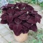 Fresh Coleus Giant Exhibition Palisandra Seeds 50 eeds professional pack red herbs