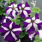 Fresh Blue Star White Stripe Express Petunia 200 seeds annuals winter flowers