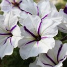 Fresh White Purple Petunia 200 seeds annual crazy sailing white petals purple stripe