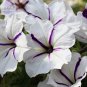Fresh White Purple Petunia 200 seeds annual crazy sailing white petals purple stripe