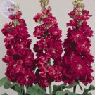 Fresh Matthiola Incana Mixed Hoary Stock Seeds 50 Seeds compact sweet flowers