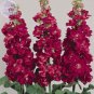 Fresh Matthiola Incana Mixed Hoary Stock Seeds 50 Seeds compact sweet flowers