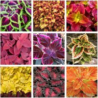 Fresh Rainbow Mixed Coleus Seeds 100 Seeds perennial herbal flowers