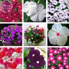 Fresh Vinca Rosea Periwinkle Little Linda Mixed Seeds 20 Seeds colorful annual flowers
