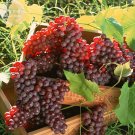 Fresh Little Bee Sweet Pink Grape Seeds 30 Seeds tasty dense juicy fruits