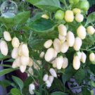 Fresh White Habanero Pepper Seeds 20 Seeds Peruvian white Habanero hot Chili