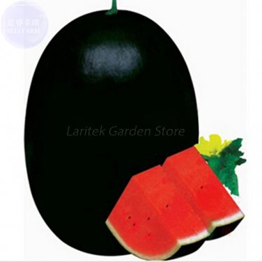 Fresh Giant Sweet Black Watermelon Seeds 20 Seeds huge delicious earliest watermelon