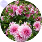 Fresh Pink Red Dahlia Flower Seeds 50 Seeds perennial big blooming flowers