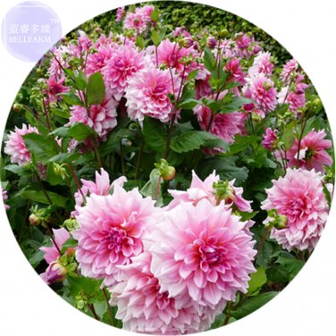 Fresh Pink Red Dahlia Flower Seeds 50 Seeds perennial big blooming flowers
