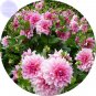 Fresh Pink Red Dahlia Flower Seeds 50 Seeds perennial big blooming flowers
