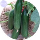 Fresh Fruit Cucumber Eaten Raw Vegetable Seeds 50 Seeds tasty Holland green cucumber