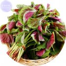 Fresh Edible Amaranth Bi color Vegetable Seeds 200 Seeds tasty green red vegetables