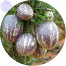 Fresh Solanum muricatum Aiton Ginseng Fruit 50 Seeds tasty fruits