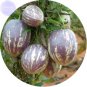 Fresh Solanum muricatum Aiton Ginseng Fruit 50 Seeds tasty fruits