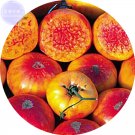 Fresh West Virginia Hillbilly Tomato Seeds 100 Seeds tasty juicy vegetables