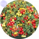 Fresh Tumbling Red Yellow Tomato Seeds 100 Seeds tasty juicy intersting cherry fruits