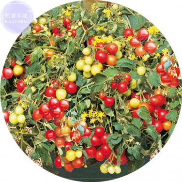 Fresh Tumbling Red Yellow Tomato Seeds 100 Seeds tasty juicy intersting cherry fruits