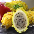 Fresh Dragon Fruit Pitaya Red (White Yellow) Seeds 100 Seeds tasty juicy sweet fruits