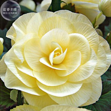 Fresh Begonia Semper Flower Seeds 30 Seeds perennial handy flowers