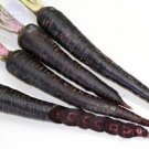 Fresh Carrot Purple Sun F1 Seeds 500 Seeds Professional Pack tasty vegetables