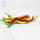 Fresh Sweet Pepper Corbaci Turkish Heirloom Seeds 50 Seeds tasty vegetables