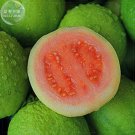 Fresh Apple Guava (Psidium Guajava) Seeds 20 Seeds Professional Pack tasty fruits