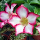 Fresh Adenium seeds only 1 Seed big blooms colorful desert rose a must