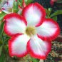Fresh Adenium seed only 1 Seed big blooms colorful desert rose 24 typesyour choice