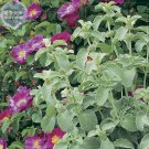 Fresh Imported Horehound Seeds 20 Seeds widely used to flavor juices