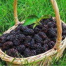 Fresh Black Mulberry Seeds