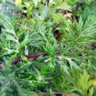 Fresh Heriloom Mugwort Seeds 100 Seeds with clusters of small white flowers